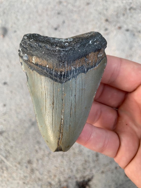 Megalodon Tooth - 3.39 inches