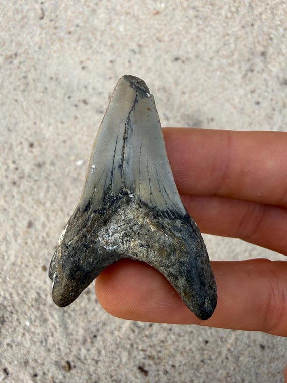 2.34 inch Parotodus Benedenii Shark Tooth Fossil - Rare False Mako - Straight Lower