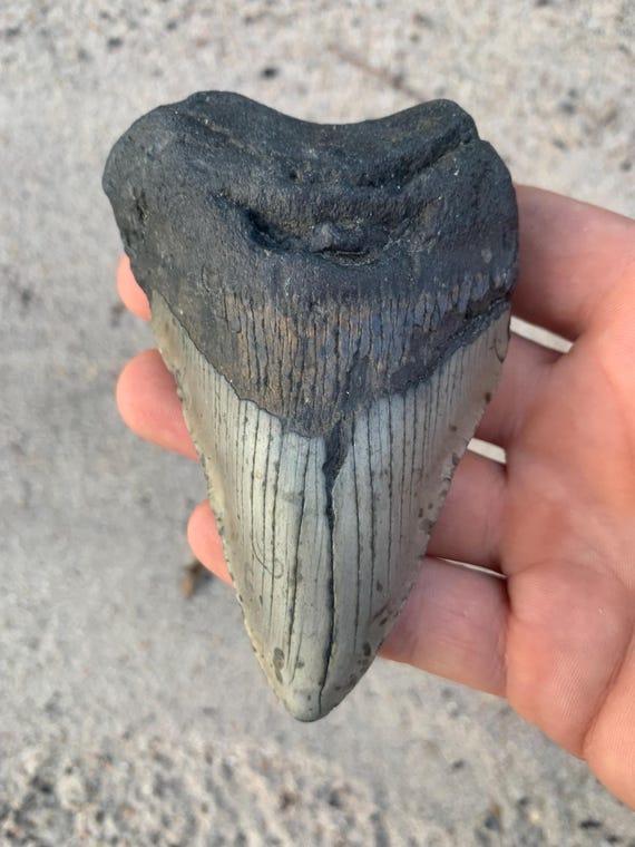 Megalodon Tooth - 4.1 inches