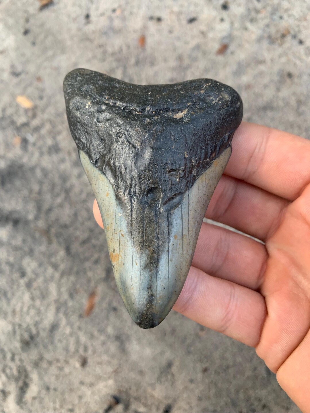 Megalodon Tooth - 3.68 Inches. Real Fossil Megalodon Shark Tooth ...