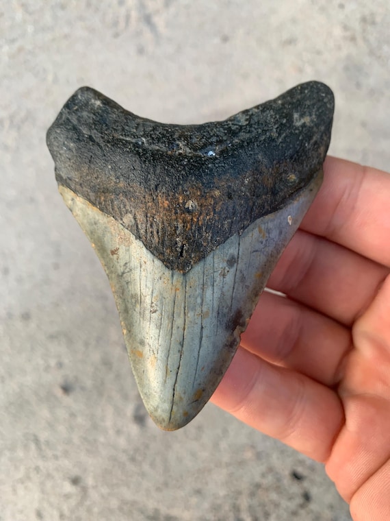 Megalodon Tooth - 3.81 inches