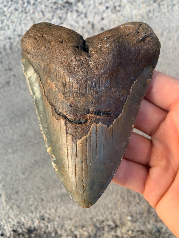 Megalodon Tooth - 5.52 inches