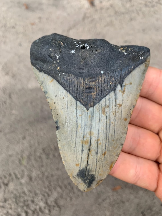 Megalodon Tooth - 4.17 inches