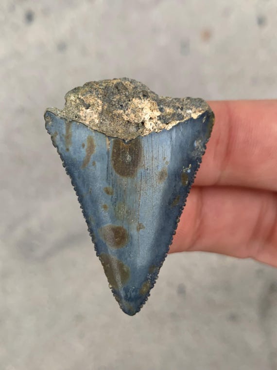 1.77 inch Great White Fossil Shark Tooth