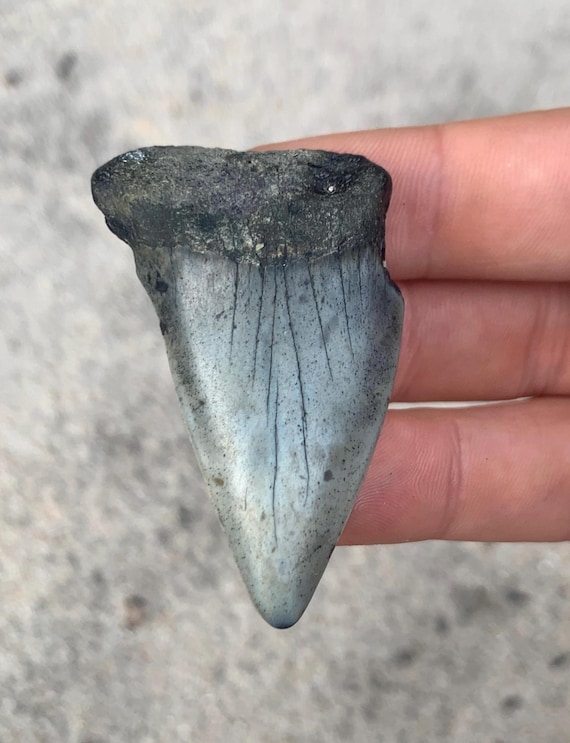 C. Hastalis Mako Fossil Shark Tooth - 2.24 Inches