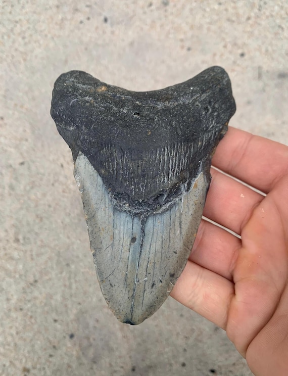4.99 inch Megalodon Shark Tooth Fossil - Authentic, No Repair