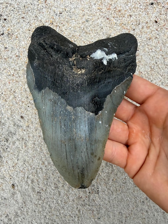 5.54 inch Megalodon Shark Tooth Fossil – Authentic, No Repair Meg Teeth