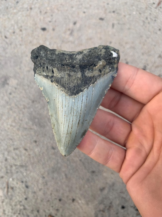 3.3 inch Megalodon Tooth Fossil - Authentic Meg Teeth Fossils