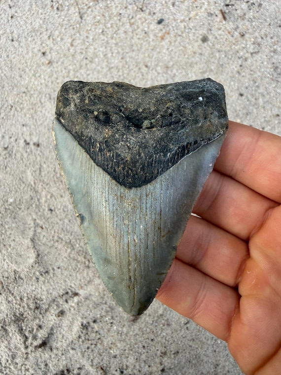 3.72 inch Megalodon Shark Tooth Fossil – Authentic No Repair Meg Teeth