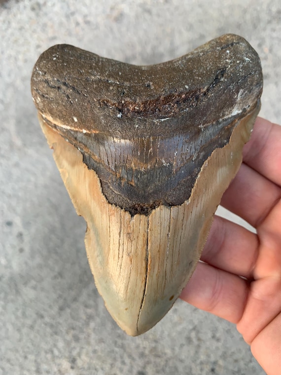 Megalodon Tooth - 4.96 inches