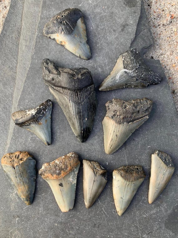 5 Megalodon & 5 Mako (C. Hastalis) Shark Teeth - 10 fossilized shark teeth, Megalodon, Meg Teeth, Shark Teeth Fossils