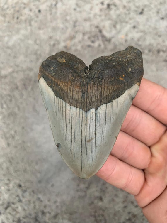 Megalodon Tooth - 3.52 inches