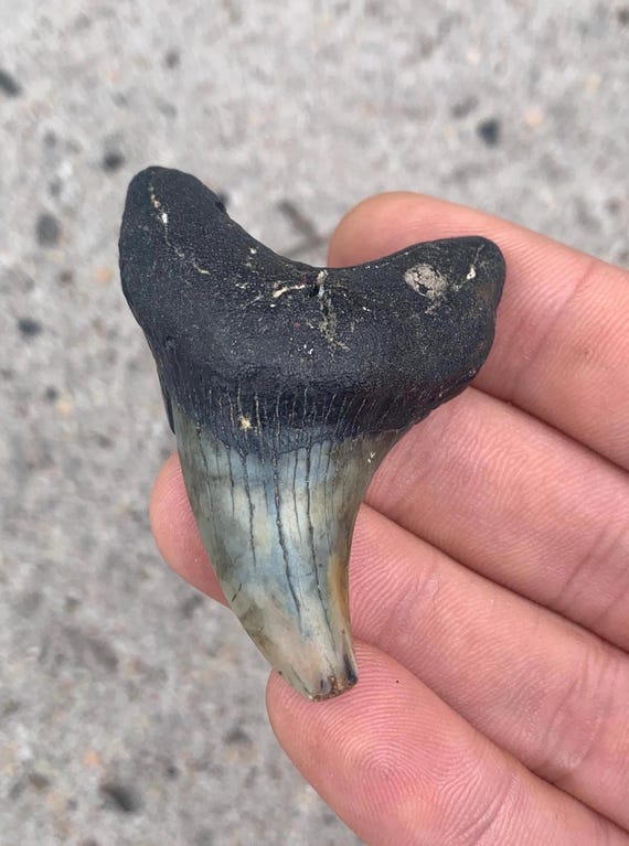 Parotodus Benedenii - 2.31 Inches, Rare Shark Tooth