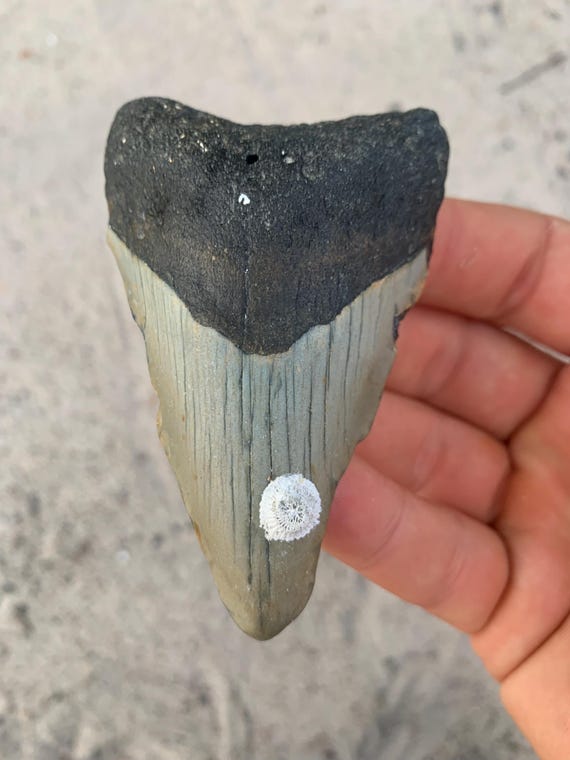 Megalodon Tooth - 3.62 inches