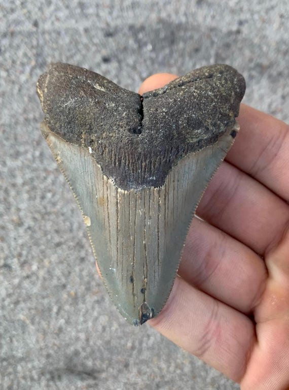 Megalodon Tooth - 3.35 inches