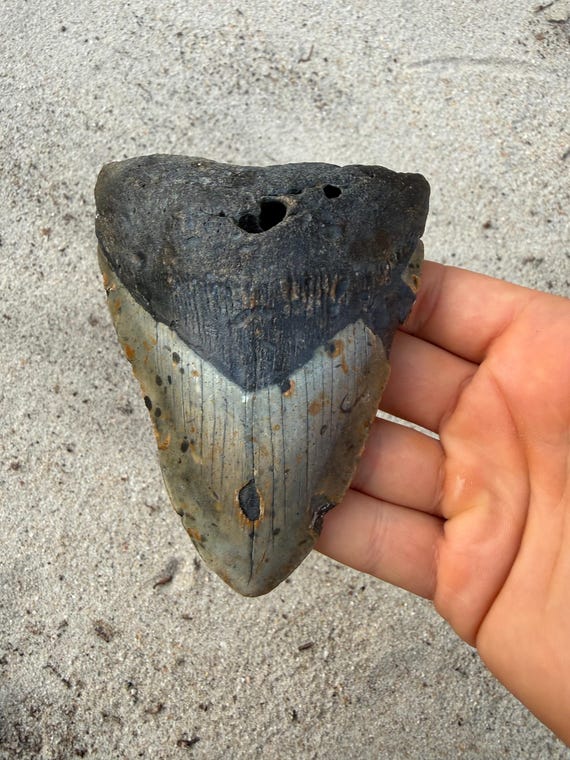 4.51 inch Megalodon Shark Tooth Fossil – Authentic, No Repair Meg Teeth