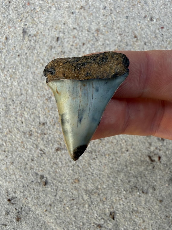 1.54 inch C. Hastalis Fossil Shark Tooth – Extinct White Shark