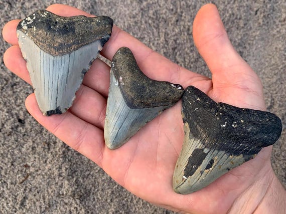 3 Megalodon Shark Teeth -  Real Fossil Megalodon Shark Teeth
