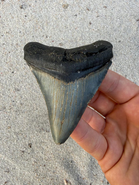 3.40 inch Megalodon Shark Tooth, Authentic, No Repair Meg Teeth Fossils