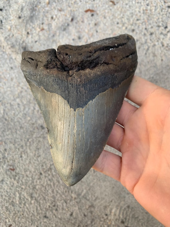 5.77 inch Megalodon Shark Tooth Fossil – Authentic, No Repair