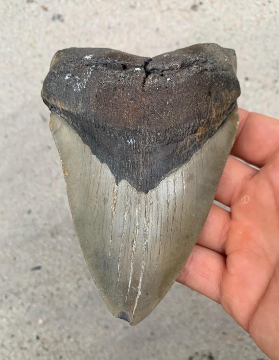 5.27 inch Megalodon Shark Tooth Fossil – Authentic No Repair Meg Teeth
