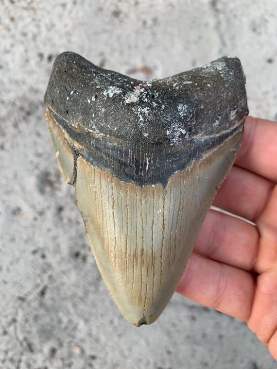 Megalodon Tooth - 4.45 inches