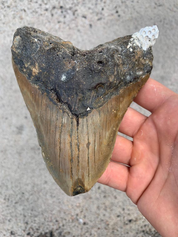 Megalodon Tooth - 5.27 inches