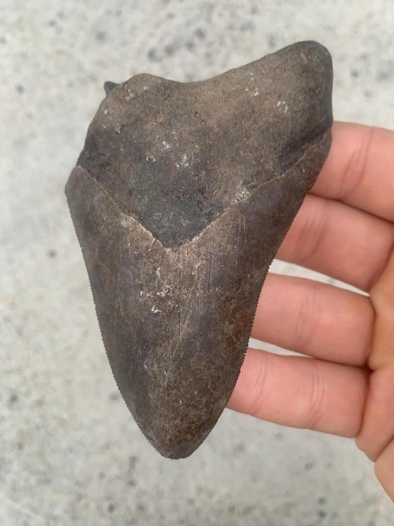 Megalodon Tooth - 4.38 inches. St. Mary’s River Fossil Megalodon Shark Tooth