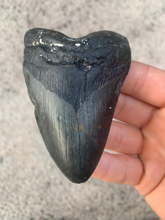 Megalodon Tooth - 3.71 inches
