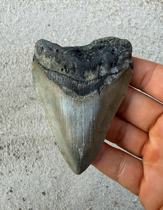 3.64 inch Megalodon Shark Tooth Fossil – Authentic, No Repair Meg Teeth