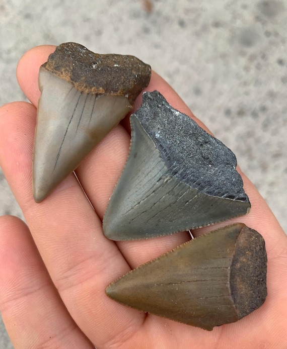 3 Shark Teeth - Megalodon, Great White, and Hastalis Fossil Shark Tooth