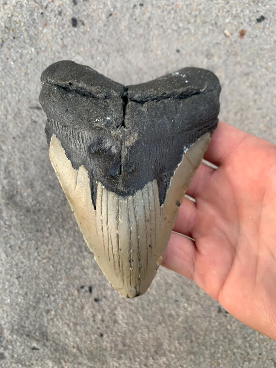 5.39 inch Megalodon Shark Tooth Fossil – Authentic, No Repair Meg Teeth