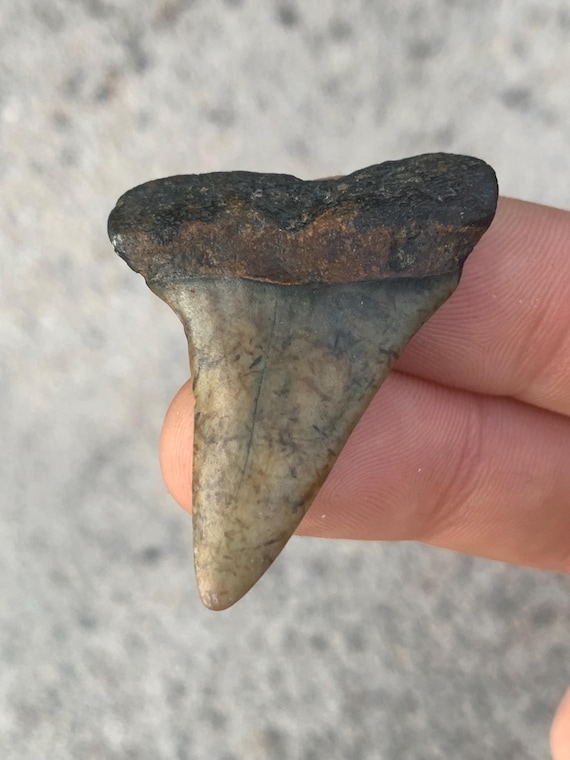 C. Hastalis Mako Fossil Shark Tooth - 1.71 Inches
