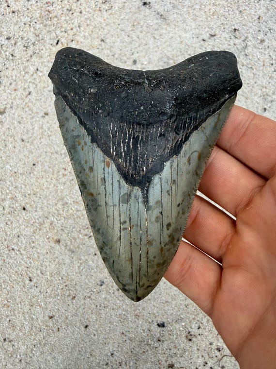 4.65 inch Megalodon Shark Tooth Fossil – Authentic, No Repair Meg Teeth