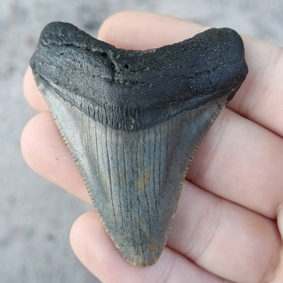 Megalodon Tooth - 2.62 inches