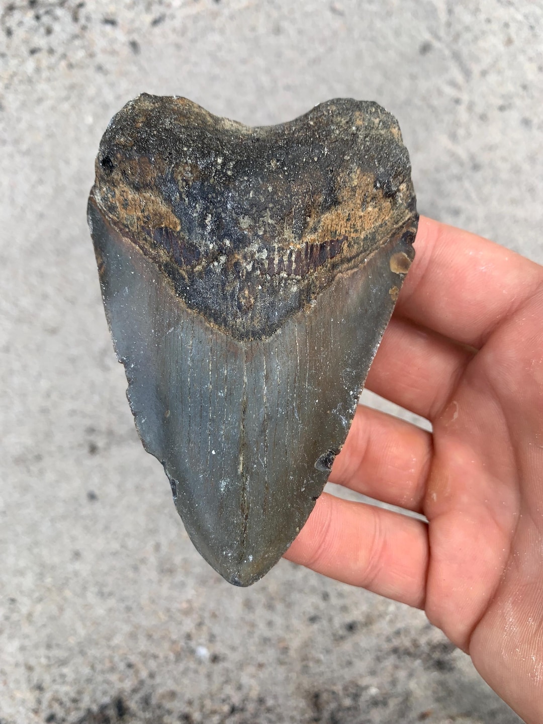 4.24 Inch Megalodon Shark Tooth Fossil – Authentic, No Repair Meg Teeth ...