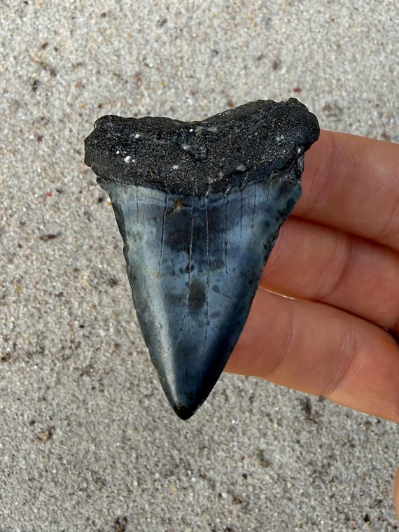 2.30 inch C. Hastalis Fossil Shark Tooth – Extinct White Shark