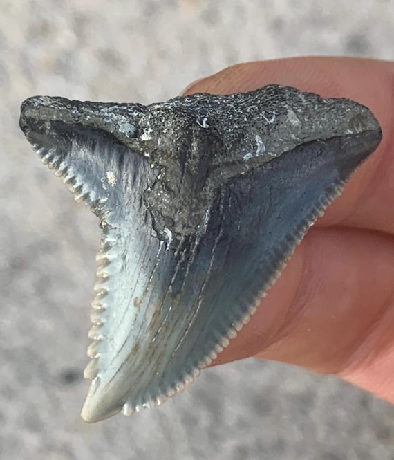 Hemipristis Serra Fossil Shark Tooth - 1.62 Inches