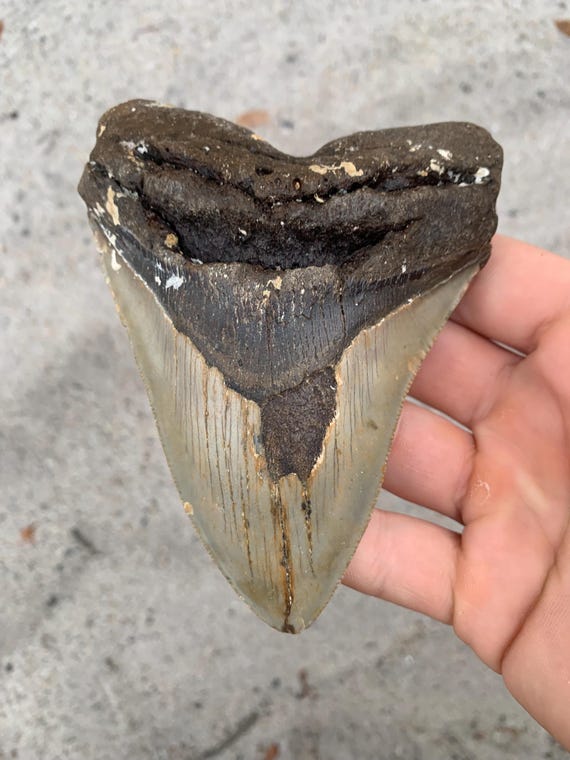 4.97 inch Megalodon Tooth – Authentic Tooth Shark Fossil, No Repair