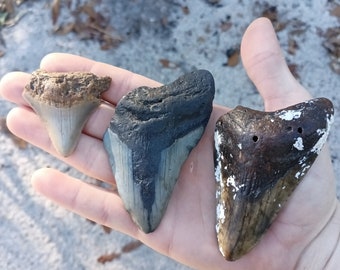 The Real Megalodon: Prehstorc Shark Behnd Doc Uproar | Natonal