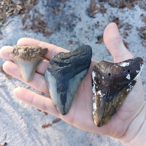 3 Megalodon Shark Teeth