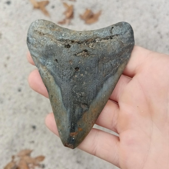 Megalodon Tooth - 3.97 inches