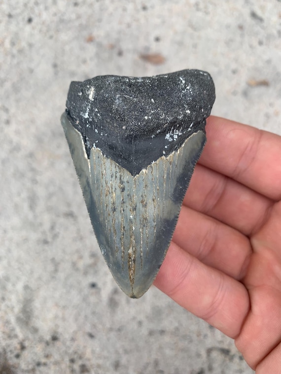 Megalodon Tooth - 3.24 inches