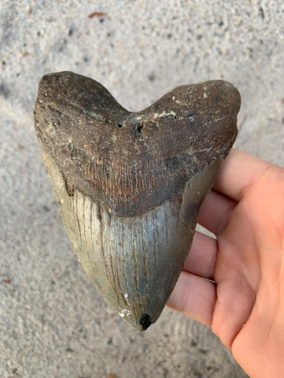 5.21 inch Megalodon Shark Tooth Fossil – Authentic, No Repair