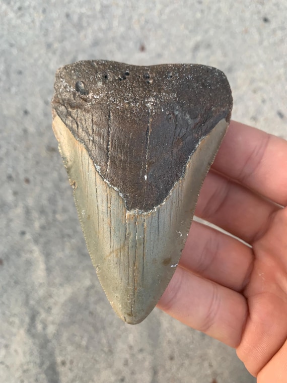 3.77 inch Megalodon Shark Tooth Fossil – Authentic, No Repair Meg Teeth
