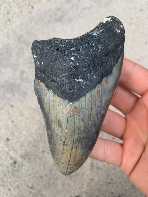 Megalodon Tooth - 5.11 inches