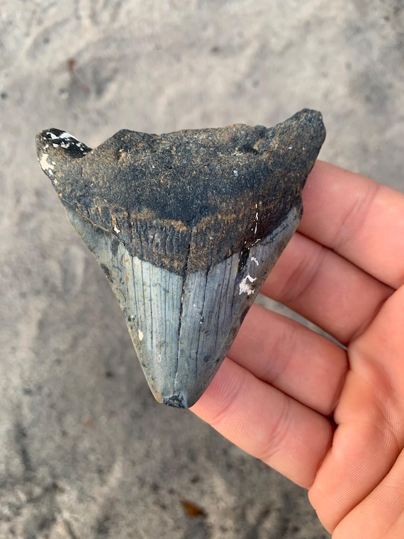 Real Megalodon Shark Tooth Fossil - 3.31 inch Authentic Meg Tooth