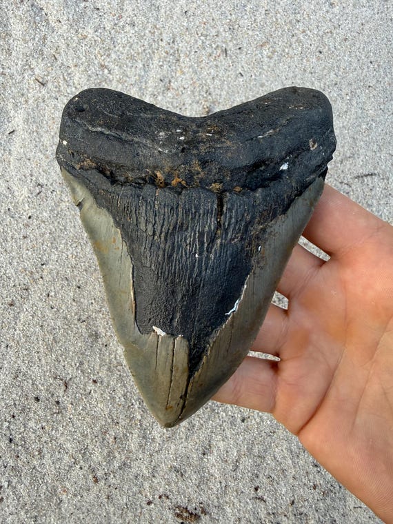 5.46 inch Megalodon Shark Tooth Fossil – Authentic, No Repair Meg Teeth
