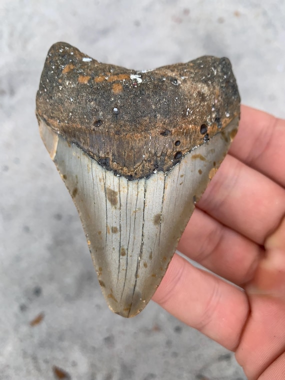 3.5 inch Megalodon Shark Tooth Fossil - Authentic Meg Teeth, Direct from Diver