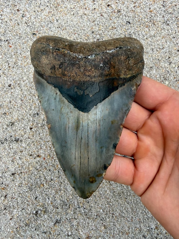 4.90 inch Megalodon Shark Tooth Fossil – Authentic No Repair Meg Teeth
